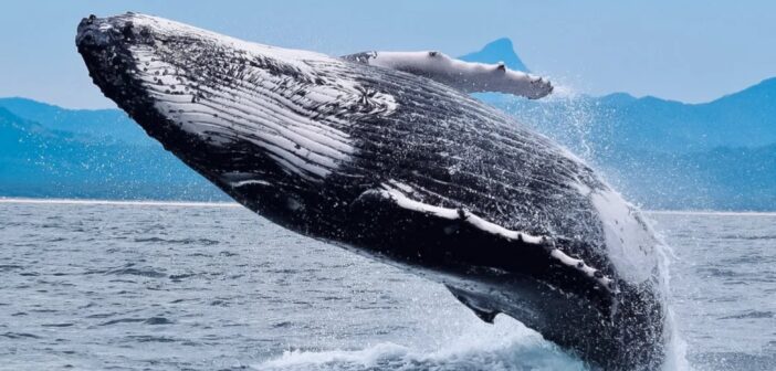 whale 702x336 - Ethereum Gaining Favor Over Bitcoin Among Whales Signals Shifting Market Trends